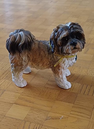 Lovely brown shih - shih, tzu