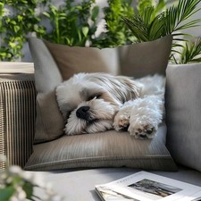 Beautiful Sleeping Shih Tzu