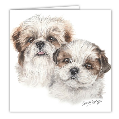 Shih tzu puppies - shih,