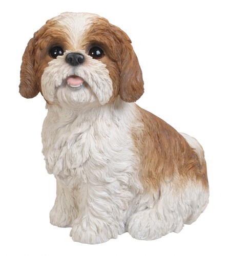 Shih tzu dog brown - -,