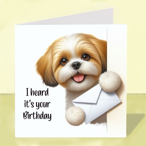 Shih tzu dog - shih,