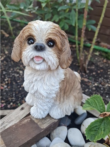 Shih tzu dog - tzu,