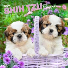 Shih Tzu Puppies Calendar 2026